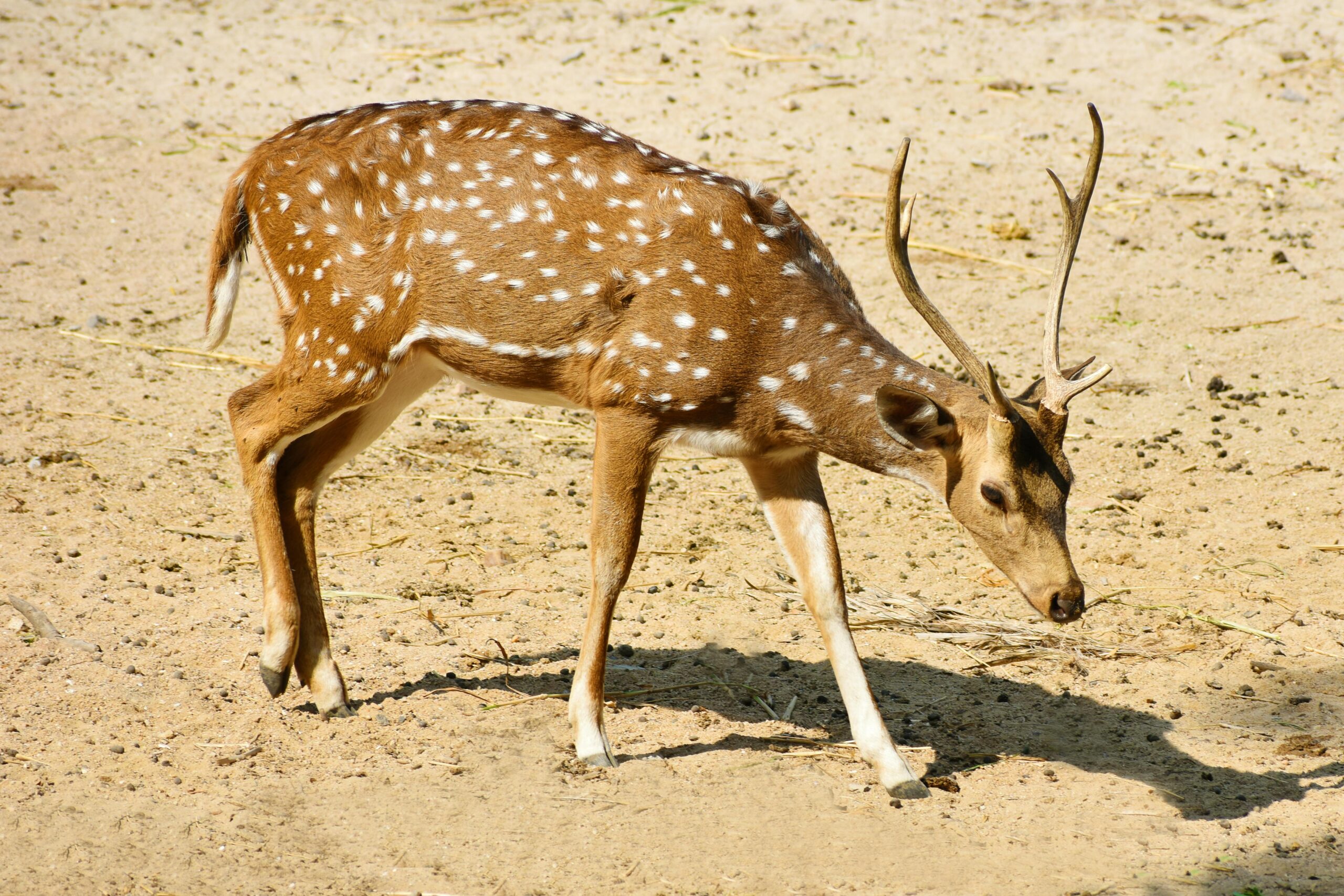 Mississippi House Passes Bill Requiring Hunters to Report Deer Kills