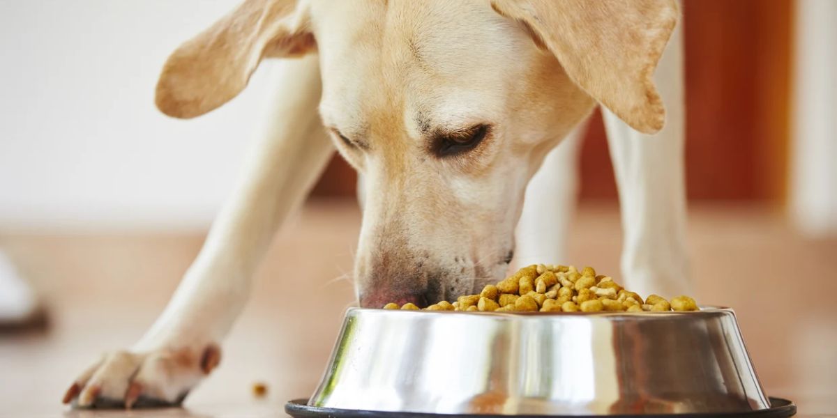 California’s New Rules on Feeding Pets and Strays How the Law Aims to Protect Animals and Public Health