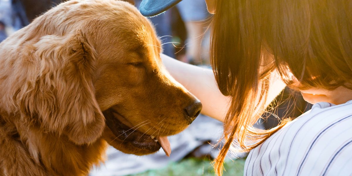 California’s New Rules on Feeding Pets and Strays How the Law Aims to Protect Animals and Public Health