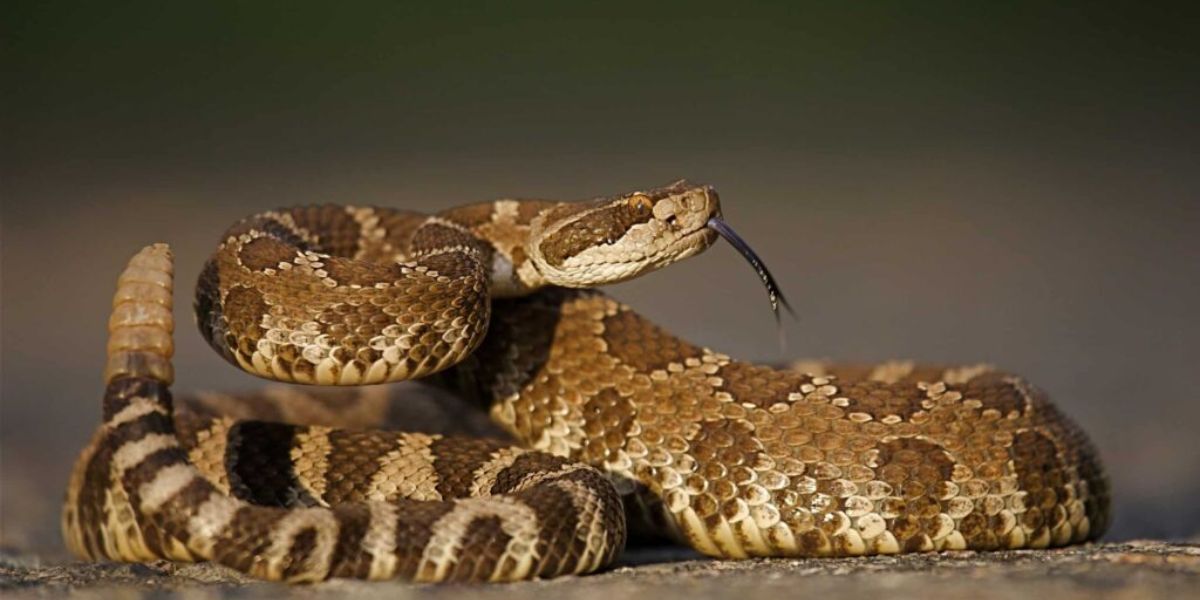 Danger Zones Snake-Infested Areas in Oregon That Hikers and Campers Should Know