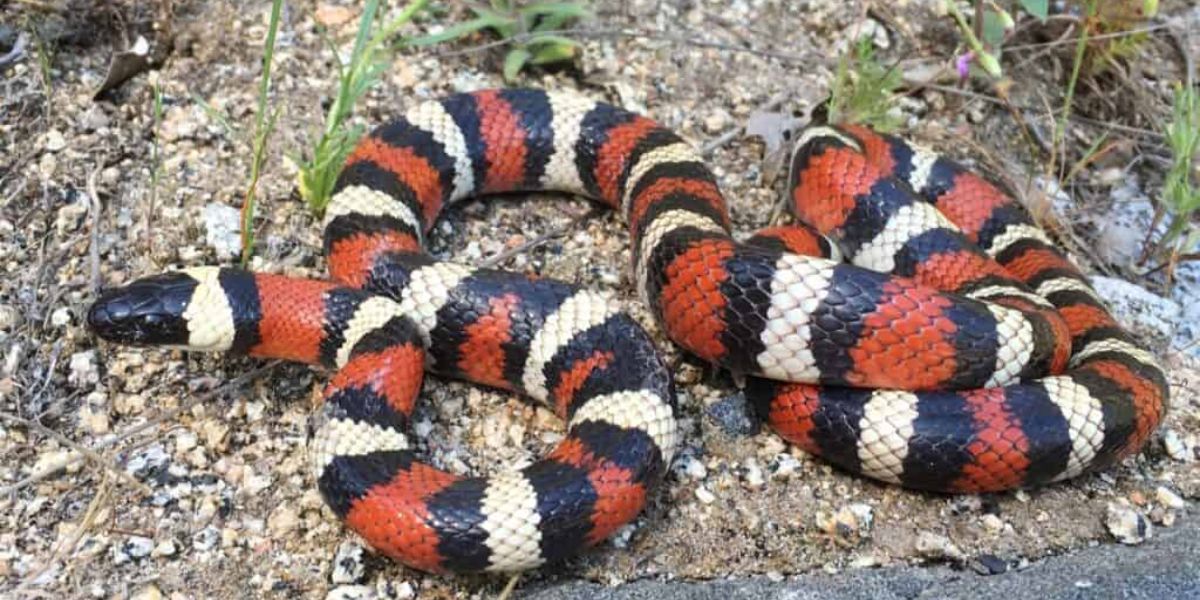 Danger Zones Snake-Infested Areas in Oregon That Hikers and Campers Should Know