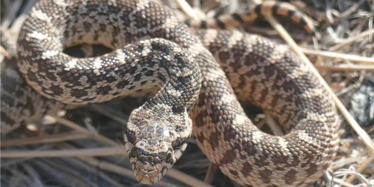 Danger Zones Snake-Infested Areas in Oregon That Hikers and Campers Should Know