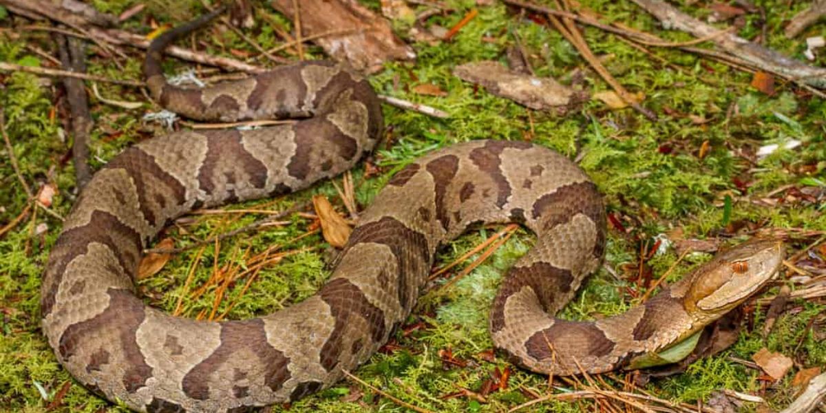 Danger Zones Snake-Infested Areas in Virginia You Need to Avoid