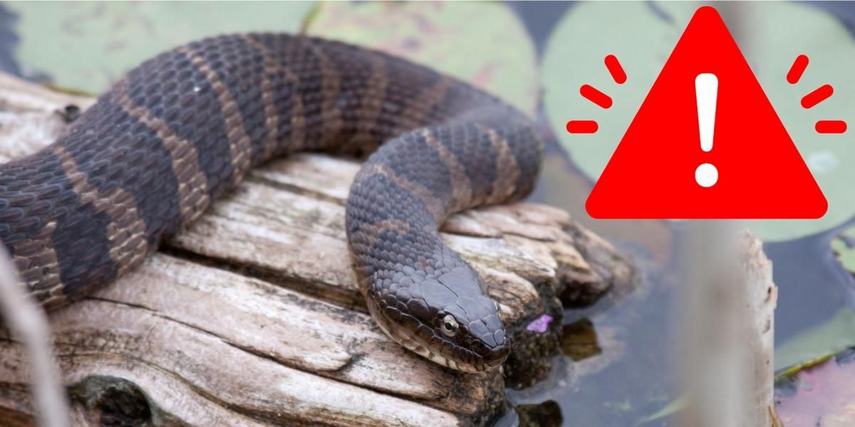 Dangerous Waters The Most Snake-infested Lakes in California You Need to Know About