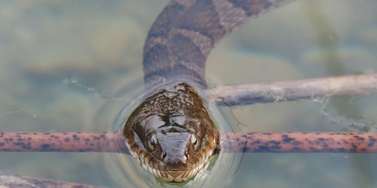 Dangerous Waters The Most Snake-infested Lakes in California You Need to Know About