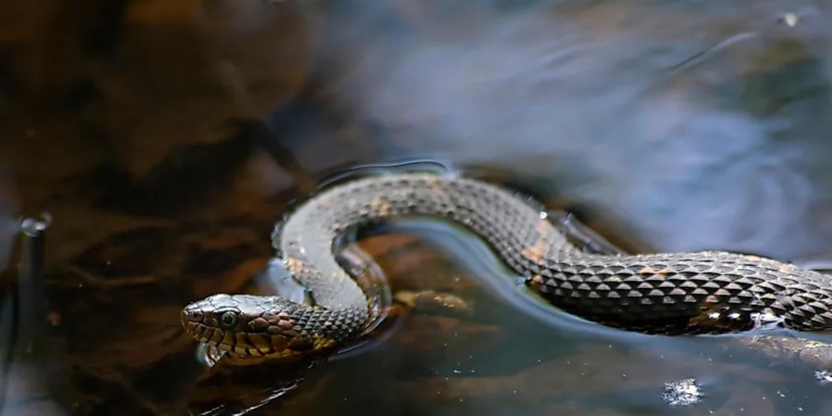 Dangerous Waters The Most Snake-infested Lakes in California You Need to Know About