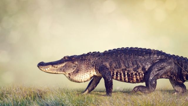 The 5 Largest Alligators Ever Found in Florida Waters