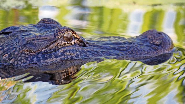 Texas Wildlife Experts Confirm Five Record-Breaking Alligators