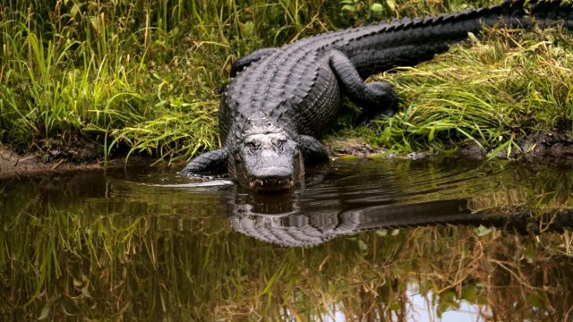 Ohio Waters Home to Five of the Largest Alligators Ever Recorded