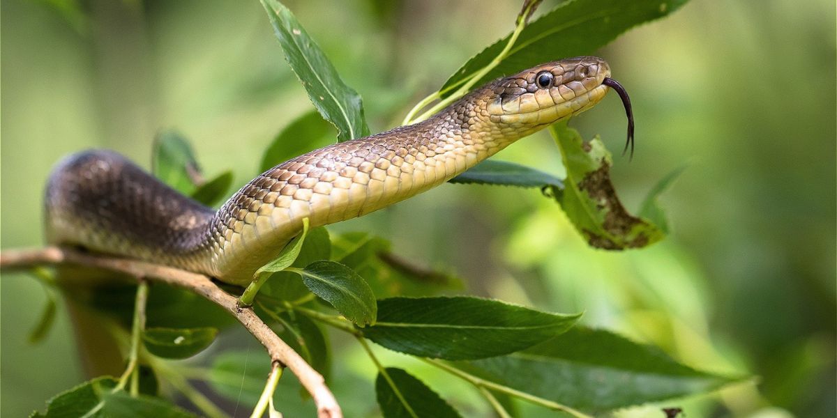 Slithering Danger Wisconsin’s Snake Hotspots You’ll Want to Avoid