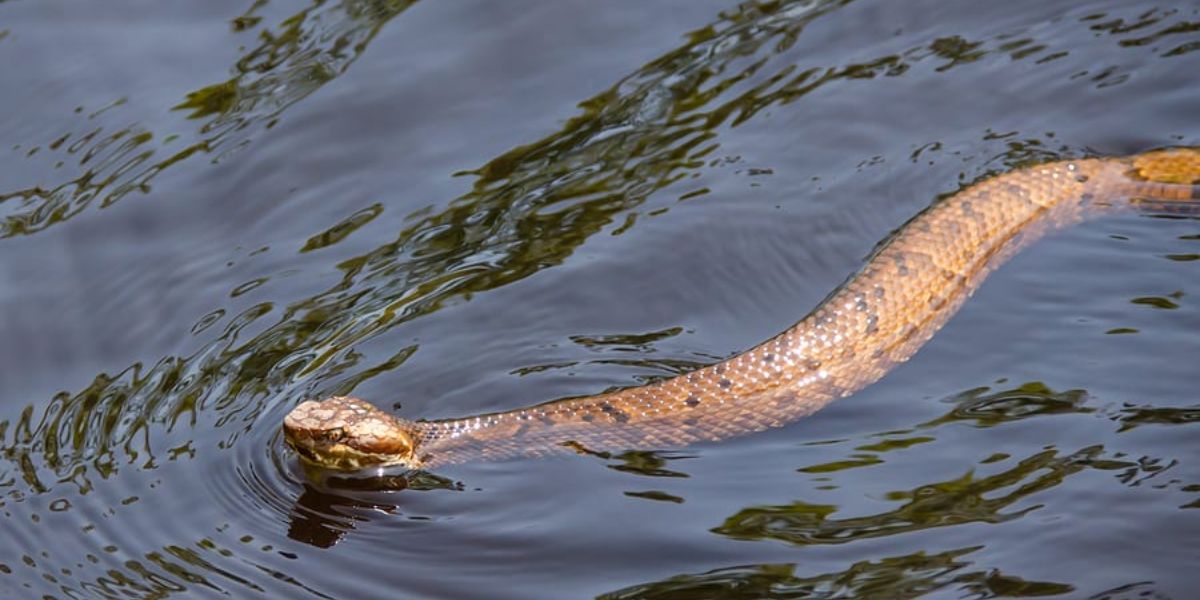 Venomous Waters The 5 Snake-infested Lakes in Delaware That Will Make You Think Twice Before Visiting