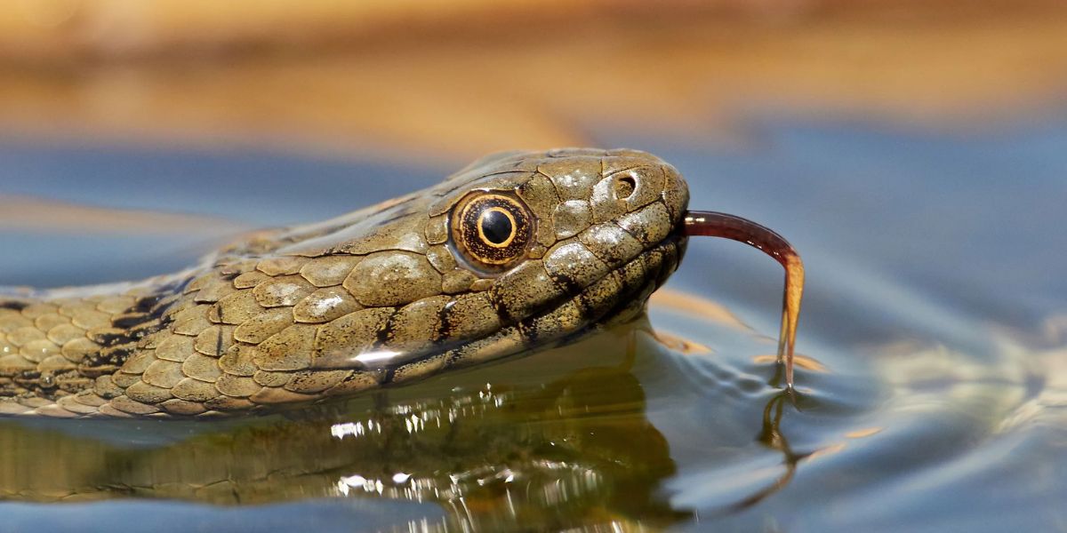 Venomous Waters The 5 Snake-infested Lakes in Delaware That Will Make You Think Twice Before Visiting