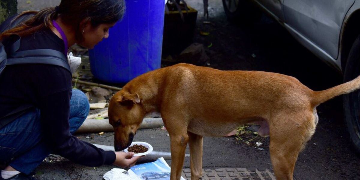 Virginia’s New Pet and Stray Feeding Regulations How the Law Balances Animal Welfare, Public Health, and Safety