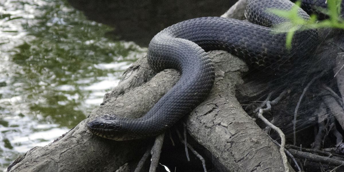 Watch Out These Snake-infested Areas in Pennsylvania Could Be Closer Than You Think