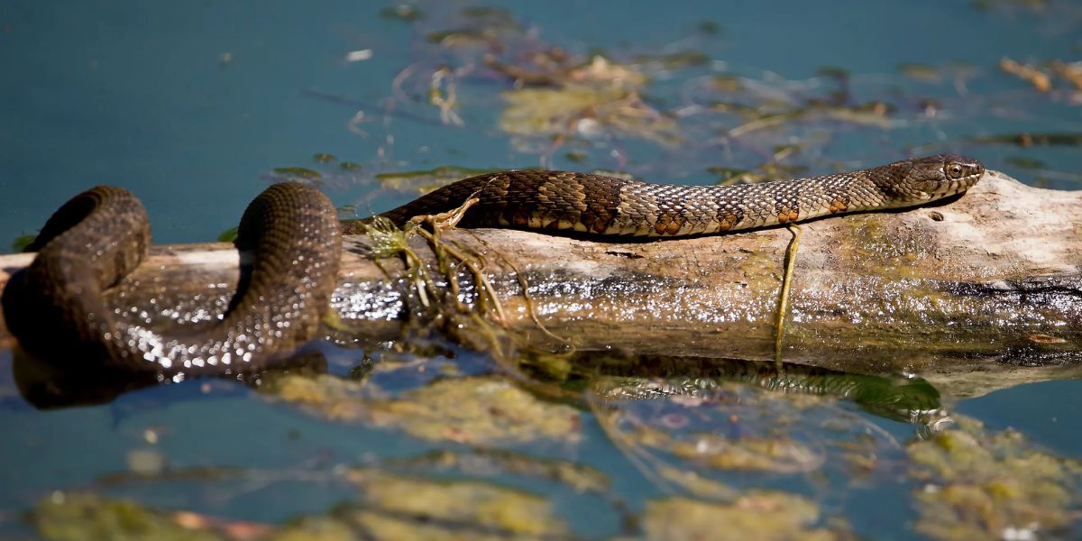 Watch Out These Snake-infested Areas in Pennsylvania Could Be Closer Than You Think