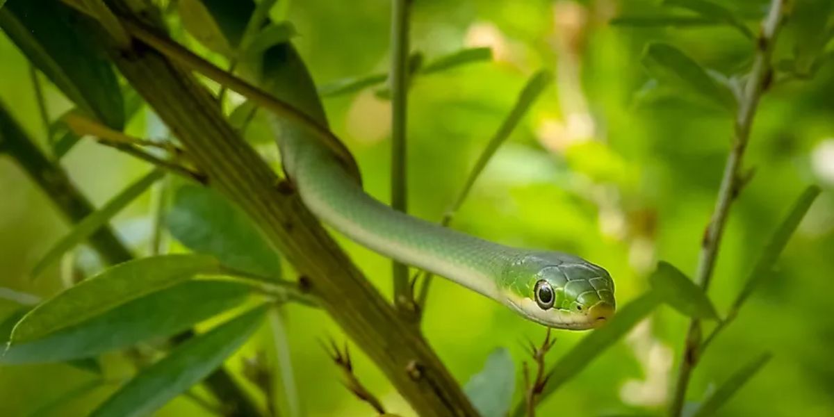 Watch Out These Snake-infested Areas in Pennsylvania Could Be Closer Than You Think