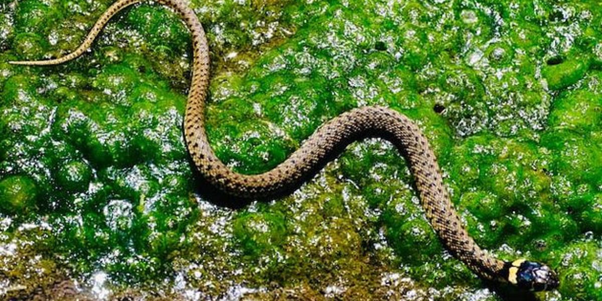 Watch Your Step Texas’ Most Snake-Infested Lakes Revealed