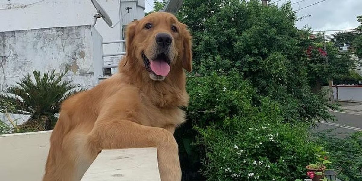 Amazing! Indiana's New Pet Feeder Law What Every Pet Owner Needs to Know