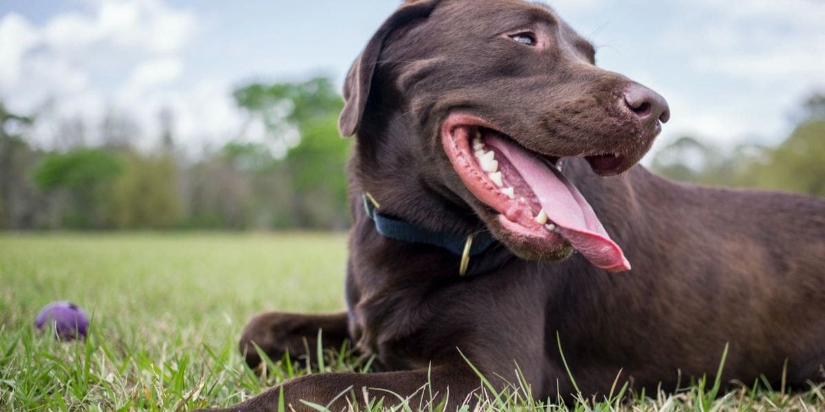 Before (31 May) Deadline Approaching What Utah's Pet Owners Need to Know About the New Feeder Law