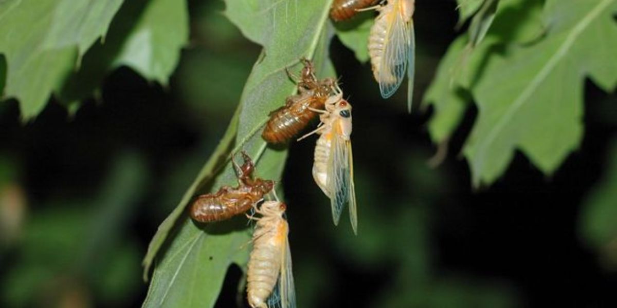 Cicada Outbreak Alert What Residents in Affected Cities Should Prepare For