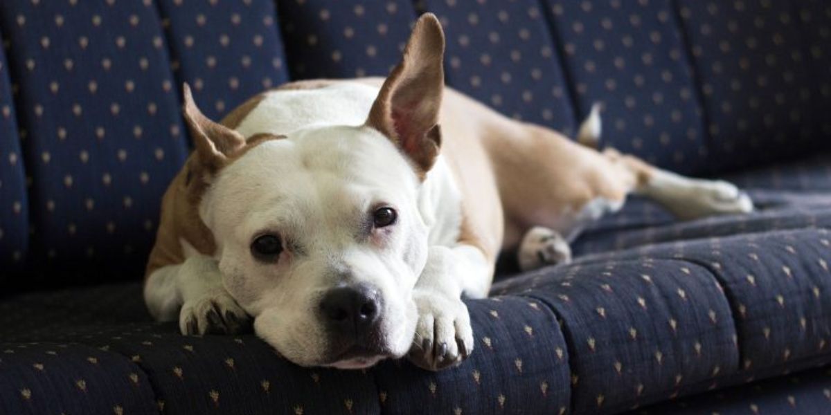 Florida Pet Feeding Rules Just Changed What the New Law Means for Owners Nationwide