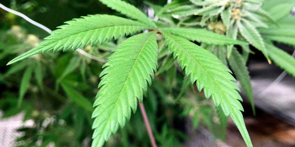 Is Public Cannabis Consumption Legal in Virginia - Find Out Here!!!
