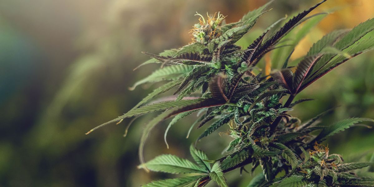Kansas Keeps Cannabis Illegal in 2025 — Here's Why the Laws Haven’t Changed