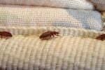 Maryland Bedbug Emergency These 5 Cities Are Now Among the Hardest Hit by a Rapidly Growing Infestation Problem