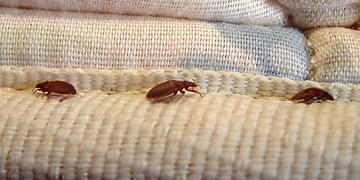 Maryland Bedbug Emergency These 5 Cities Are Now Among the Hardest Hit by a Rapidly Growing Infestation Problem