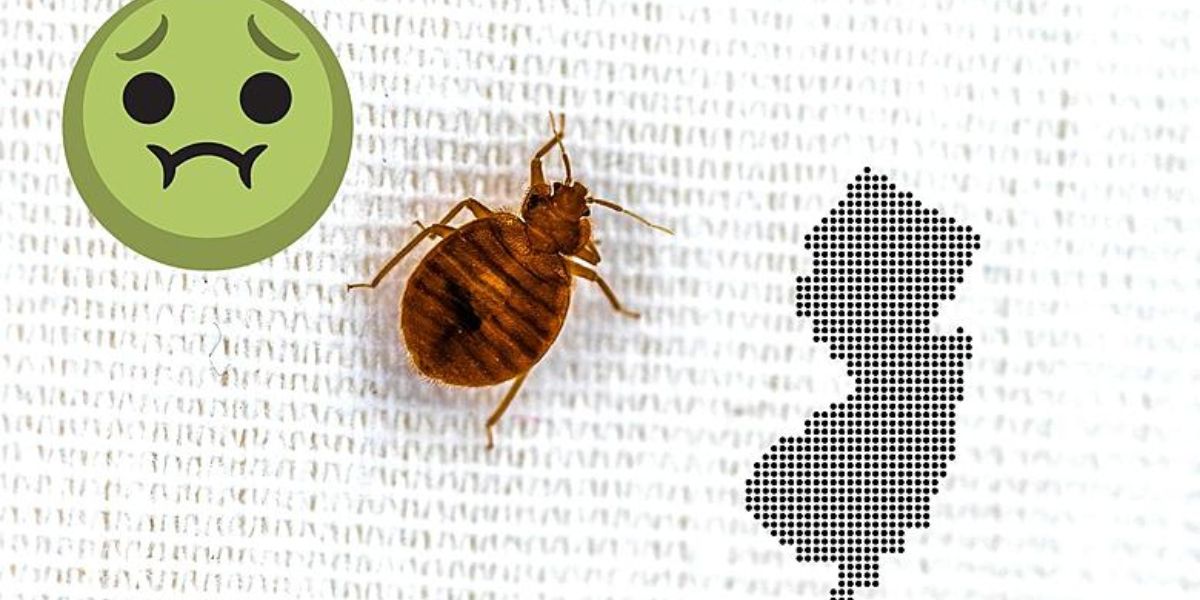 New Jersey Bedbug Crisis 5 Cities See Severe Infestation Spike