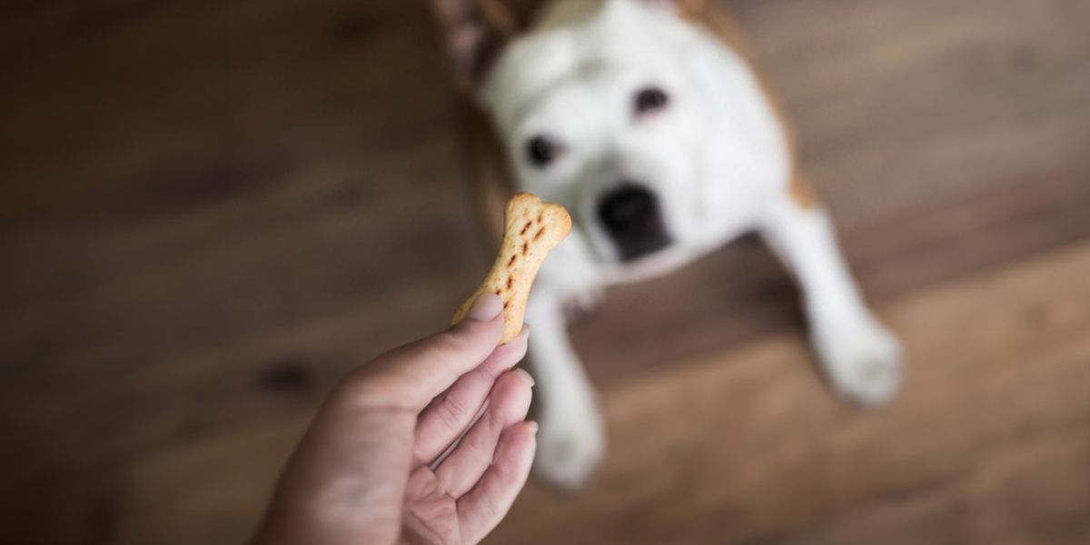 New Pet Feeder Regulation Rolls Out — What Pet Owners Must Understand Now