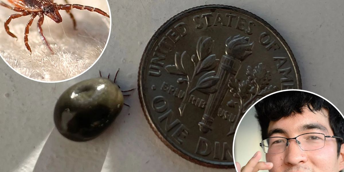 Officials Warn of 200% Tick Surge Across Central New York