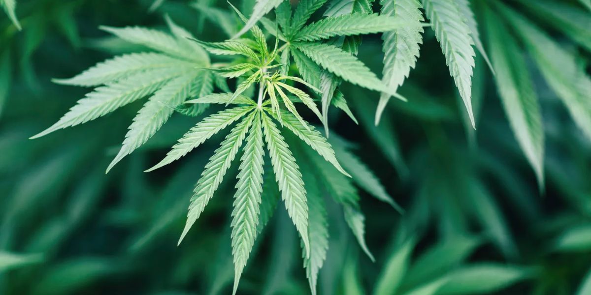 Oregon's Cannabis Consumption Laws Where You Can and Can't Smoke