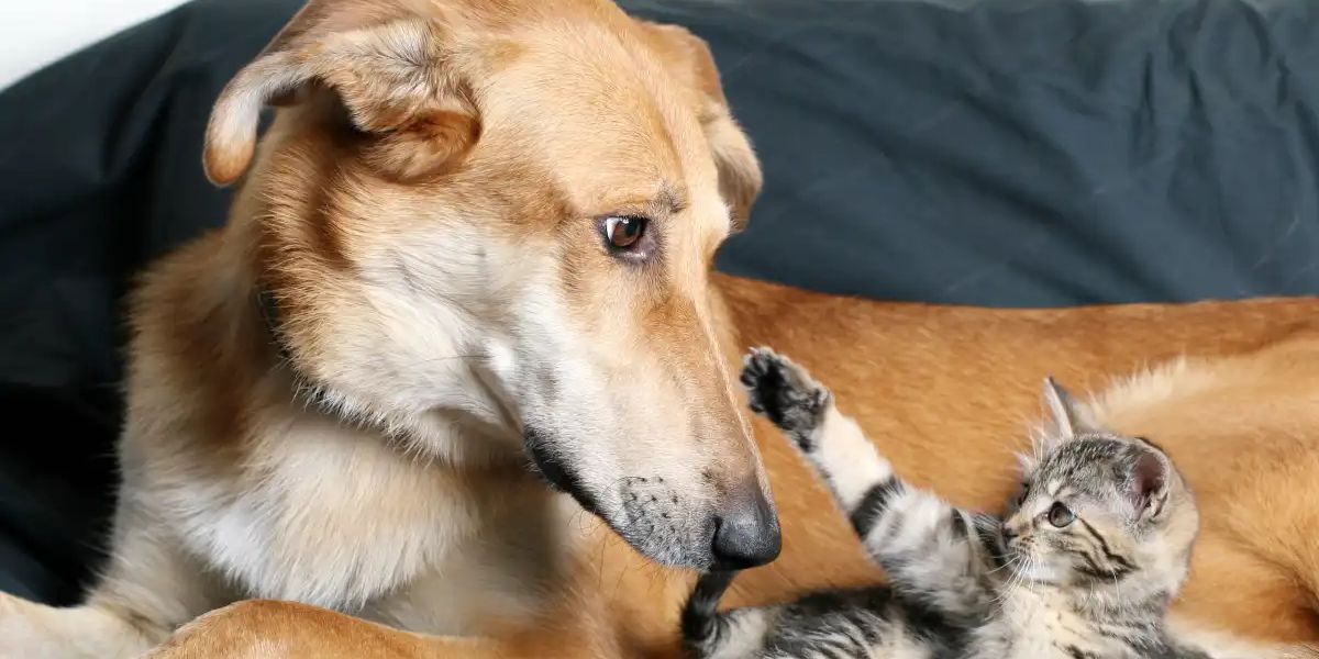 These Are NYC’s Favorite Pets — See Which Animals Made the Top 10