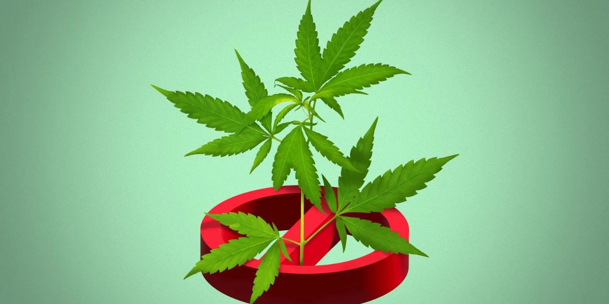 Unlicensed Weed Stores Targeted as DC Closes Additional Shops