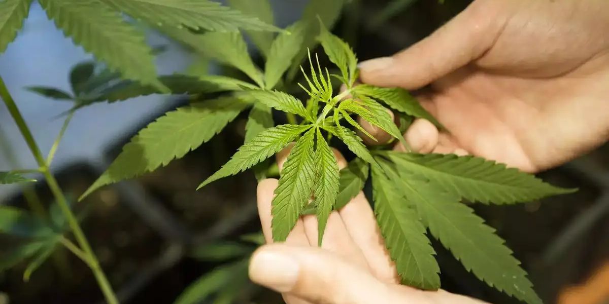 Upcoming 1 JUNE, Cannabis Use in Georgia Legal or Not Here’s a Breakdown of the Current Law
