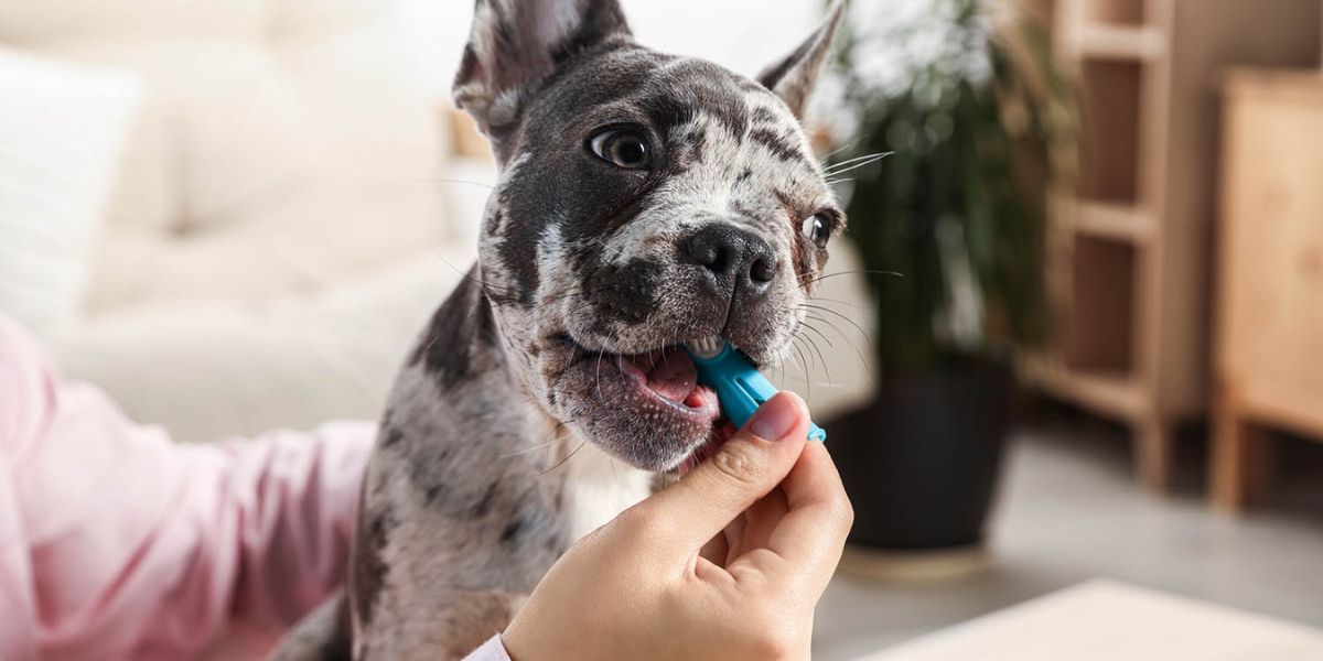 Waiting Neo Food! Maryland's New Pet Feeder Law What Every Pet Owner Needs to Know