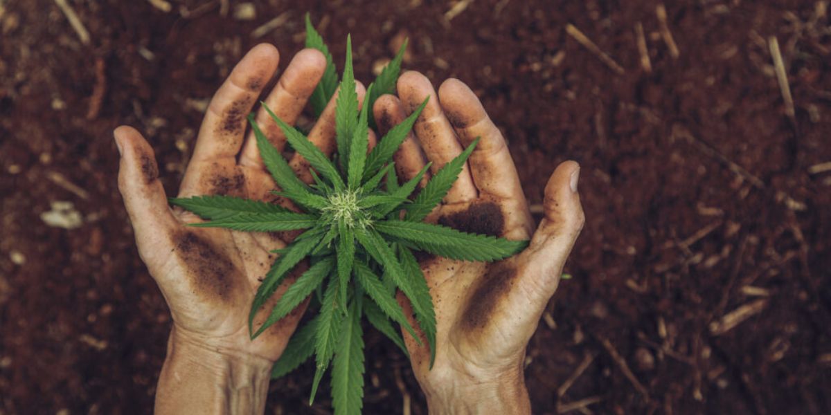What Arkansas Law Says About Using Cannabis for Medical and Recreational Purposes
