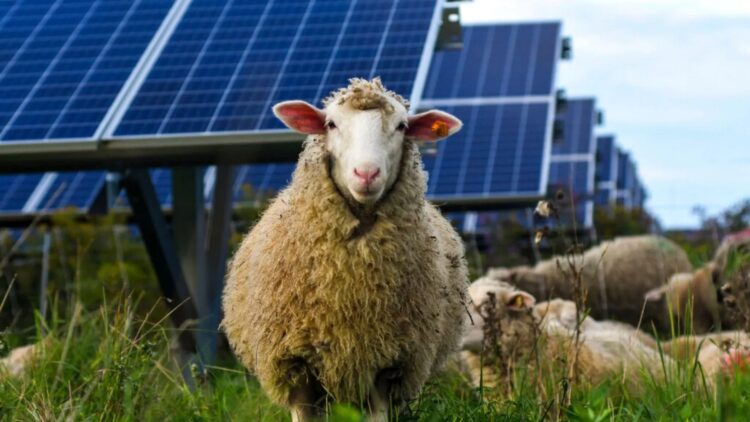 No fertilizer, no machinery – sheep could be the key to making solar energy more efficient and sustainable than we imagined