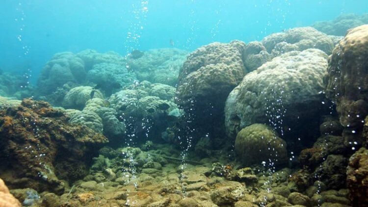 Bad news – the ocean is becoming increasingly acidic and is already threatening marine life and our food security
