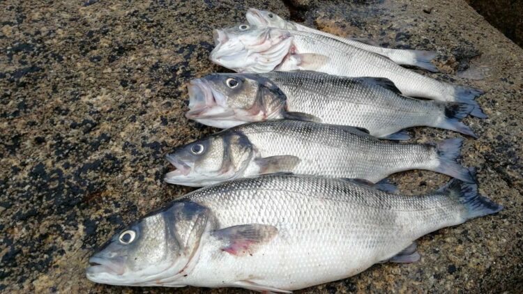 Sea bass on the moon – ESA’s most unusual project to breed fish on the moon ends up feeding royal families at a French fish farm
