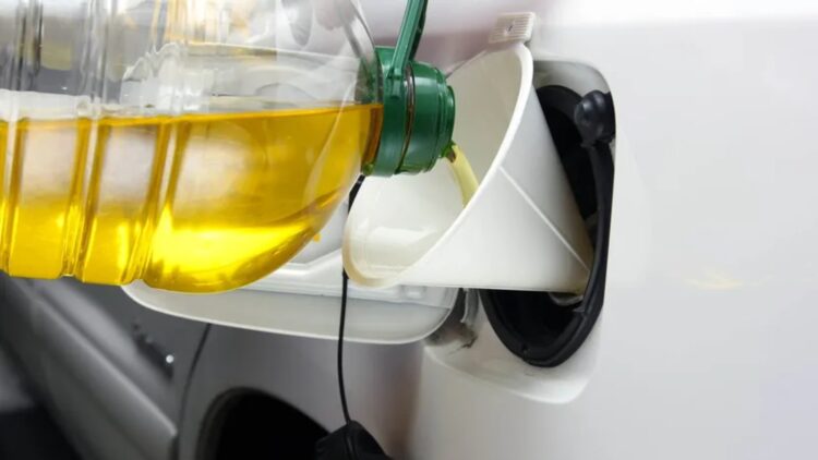Neither olive oil nor coconut oil – sunflower oil reveals an unexpected benefit that could put it in first place