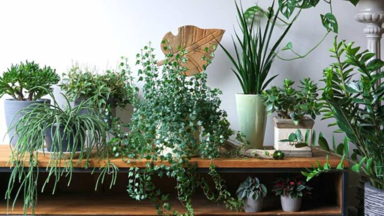 A gardener reveals the secret to growing fresh lemons, apples, or figs by cultivating fruit trees in containers indoors