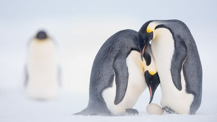 Farewell to the emperor penguin – scientists warn that its extinction in Antarctica is progressing faster than even the worst scientific projections of the IPCC had predicted