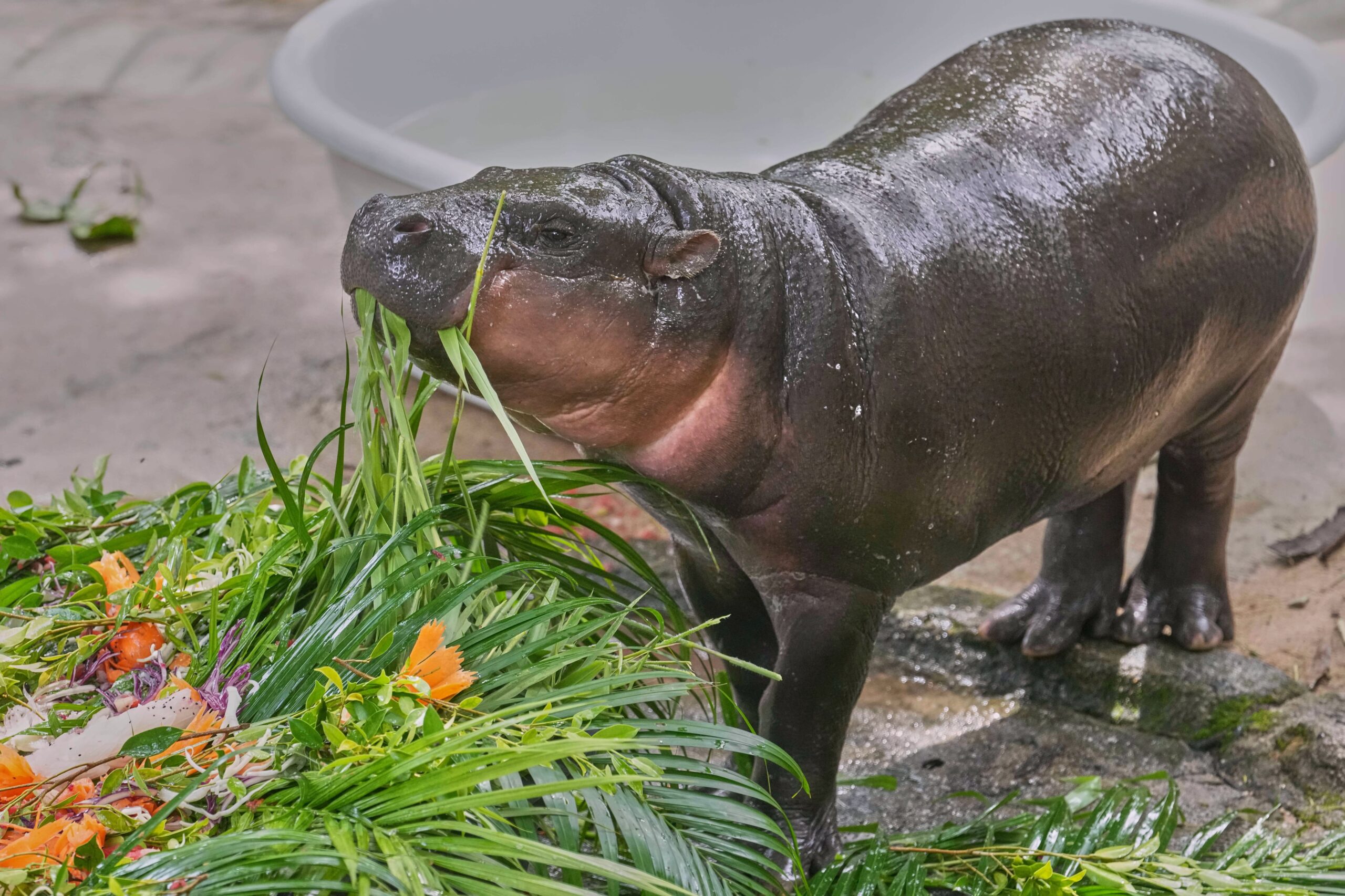 Thousands celebrate baby hippo Moo Deng’s first birthday at a Thailand zoo