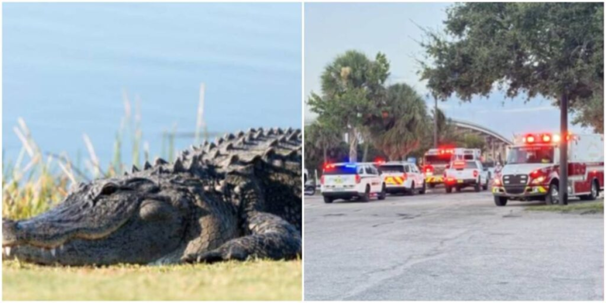 Florida Woman Mauled by Alligator While Swimming With Pet Dog in River