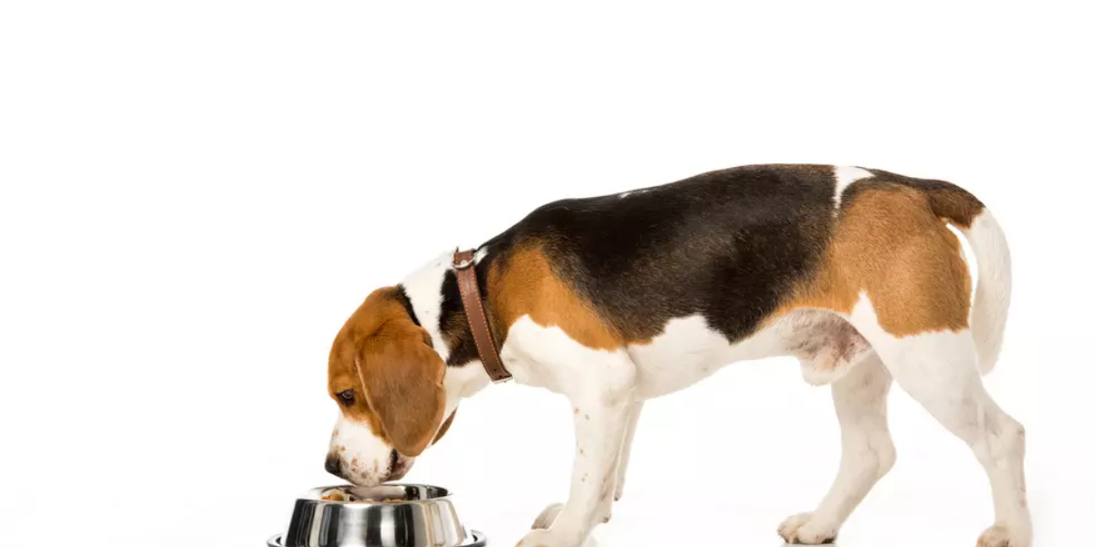Thieves Snatch $500K Worth of Pet Supplies in Bold Midwest Heist