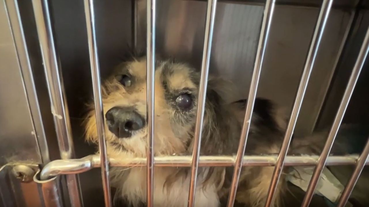 25 Dogs Rescued from Hoarding House in Bay Shore, Long Island Amid Overwhelming Ammonia Odor