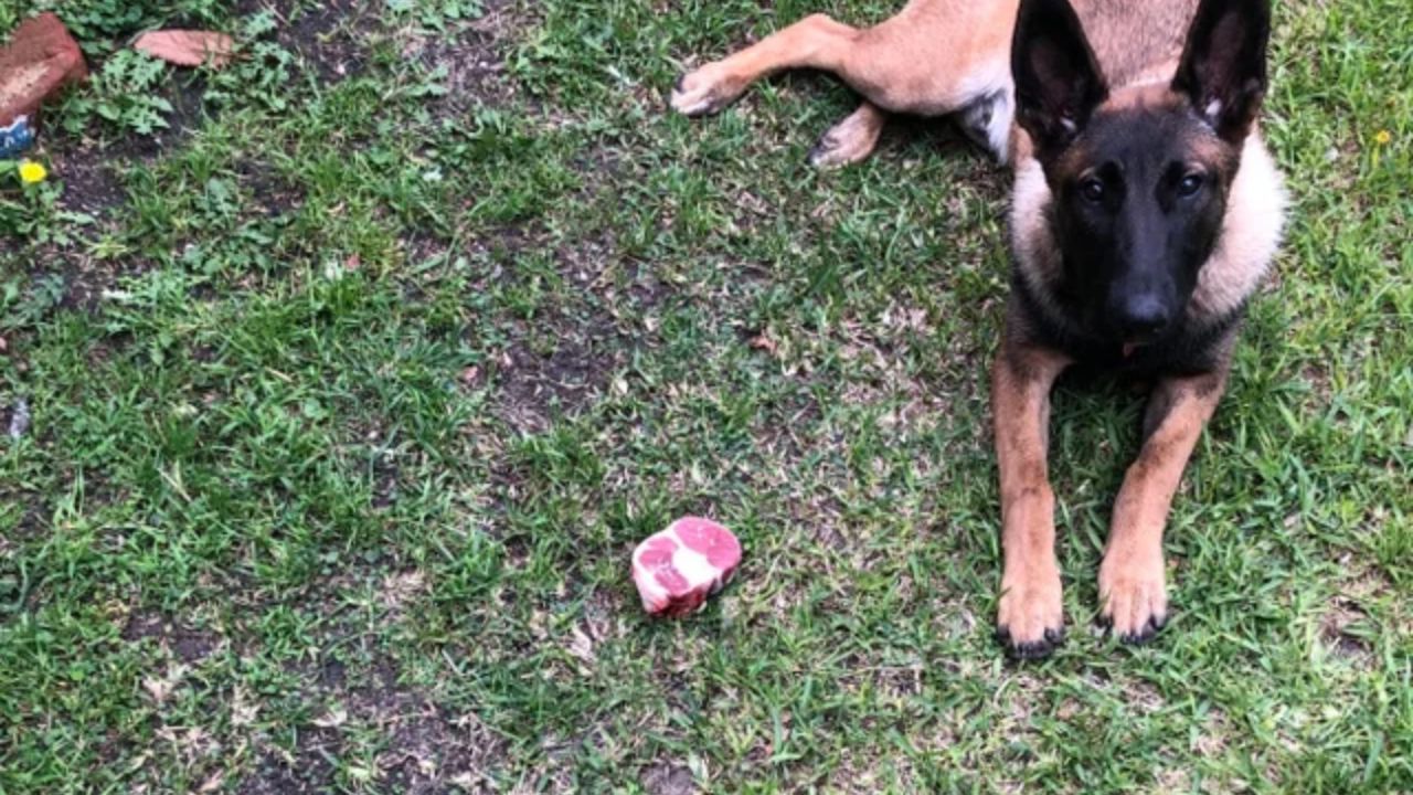 Santa Ana Family Forced to Euthanize Dog After Police Shooting During Domestic Call