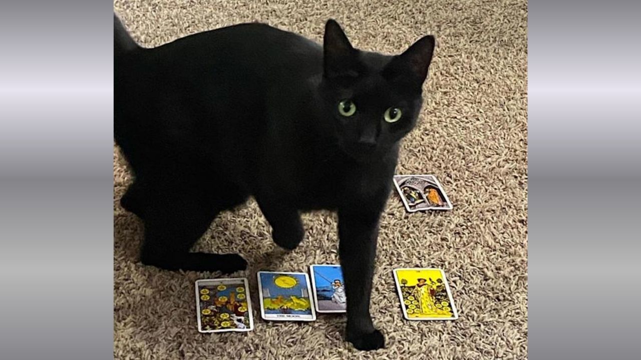 Black Cat Cole’s Hidden Talent for Tarot Readings Goes Viral on TikTok